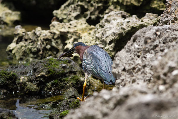 Héron vert — Butorides virescens (Linnaeus, 1758), (adulte) (Baie Mahault, Guadeloupe, le 17/05/2016)