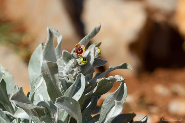 Cynoglosse à feuilles de giroflée — Cynoglossum cheirifolium L., 1753, (Chefchaouen (Tanger-Tétouan-Al Hoceïma), Maroc, le 26/02/2023)