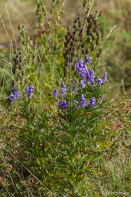 Aconit de Corse — Aconitum napellus subsp. corsicum (Gáyer) Seitz, 1969