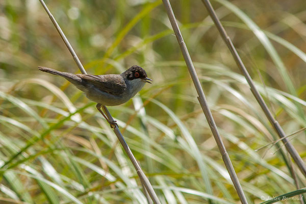 Fauvette mélanocéphale — Curruca melanocephala (Gmelin, JF, 1789), (mâle adulte) (Bidart (64), France, le 22/05/2019)