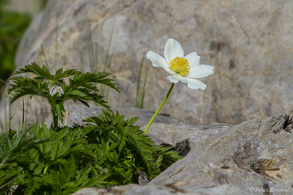 Pulsatille des Alpes — Pulsatilla alpina (L.) Delarbre, 1800