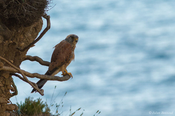 Faucon crécerelle – Falco tinnunculus Linnaeus, 1758, (Ajaccio (2A), France, le 01/09/2019)