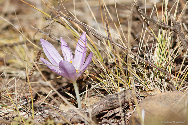  Colchicum lusitanicum Brot.