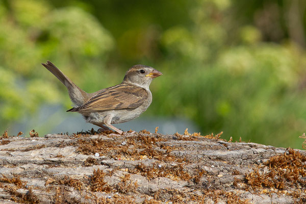 Moineau domestique — Passer domesticus (Linnaeus, 1758), (Anglet (64), France, le 10/08/2024)