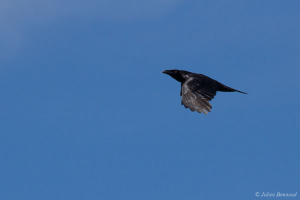 Grand Corbeau — Corvus corax Linnaeus, 1758, (Pihourc, Lieoux (31), France, le 21/05/2018)