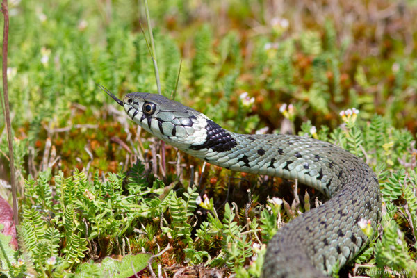 Couleuvre helvétique — Natrix helvetica (Lacepède, 1789)