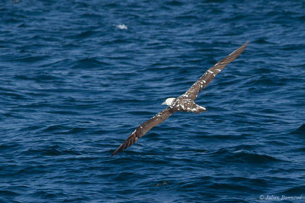 Fou de Bassan – Morus bassanus (Linnaeus, 1758), (Saint-Jean-de-Luz (64), France, le 20/04/2019)