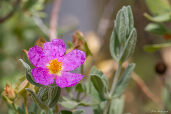 Ciste cotonneux — Cistus albidus L., 1753