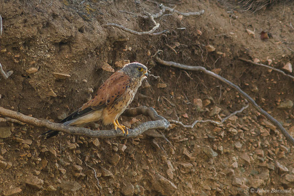 Faucon crécerelle – Falco tinnunculus Linnaeus, 1758, (Ajaccio (2A), France, le 01/09/2019)