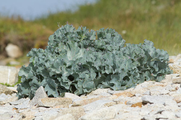 Crambe maritime – Crambe maritima L., 1753, (Île-Grande, Pleumeur-Bodou (22), France, le 06/07/2021)