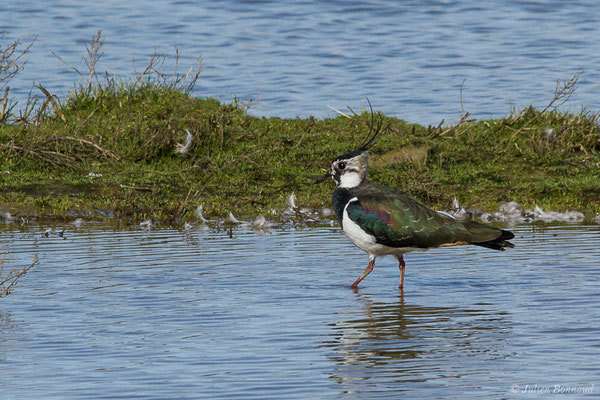 Vanneau huppé — Vanellus vanellus (Linnaeus, 1758), (Réserve ornithologique du Teich (33), France, le 15/02/2021)