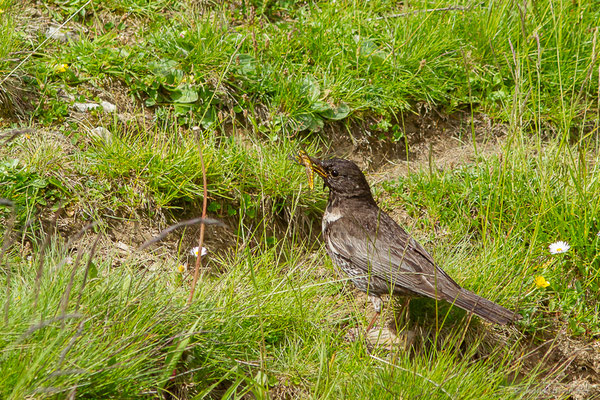 Merle à plastron — Turdus torquatus Linnaeus, 1758, (Station de ski de La Pierre Saint-Martin, Arette (64), France, le 06/07/2023)