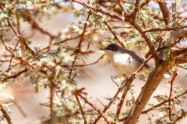 Fauvette orphée — Curruca hortensis (J.F. Gmelin, 1789), (Msseyed (Guelmim-Oued Noun), Maroc, le 29/03/2024)