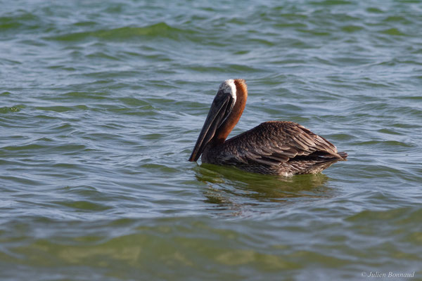 Pélican brun — Pelecanus occidentalis Linnaeus, 1766, (Saint-Anne, Guadeloupe, le 15/05/2016)