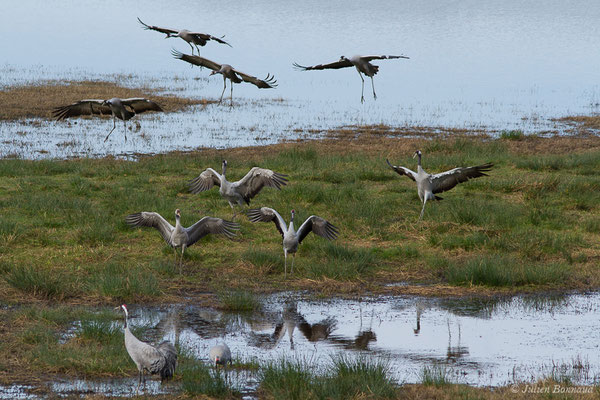 Grue cendrée – Grus grus (Linnaeus, 1758), (réserve des barthes de Saint-Martin-de-Seignanx (64), France, le 19/01/2019)
