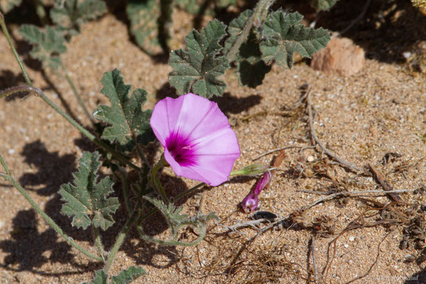 Liseron fausse guimauve — Convolvulus althaeoides L., 1753