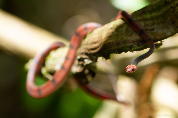 Siphlophide à tête orangée — Siphlophis compressus (Daudin, 1803), (mine d'or Dorlin, Maripassoula, Guyane, le 24/05/2017)