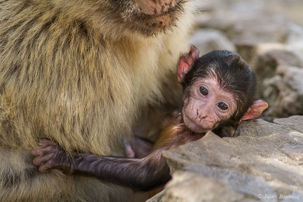 Magot, Macaque berbère, Macaque de Barbarie — Macaca sylvanus (Linnaeus, 1758)
