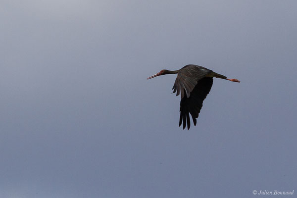 Cigogne noire — Ciconia nigra (Linnaeus, 1758), (Parc National de Monfragüe (Estrémadure), Espagne, le 12/08/2020)