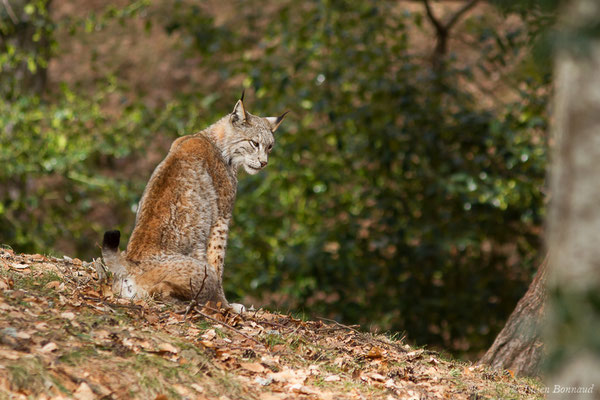 Lynx boréal – Lynx lynx (Linnaeus, 1758), (Parc faunistique Lacuniacha, Huesca, Espagne, le 09/02/2020)