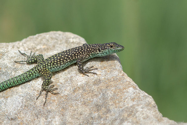 Lézard à lunettes — Scelarcis perspicillata (Duméril and Bibron, 1839)