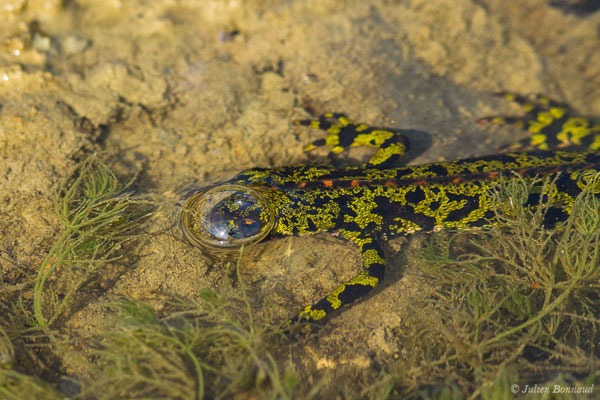 Triton marbré – Triturus marmoratus (Latreille, 1800), (Arbus (64), France, le 25/06/2019)