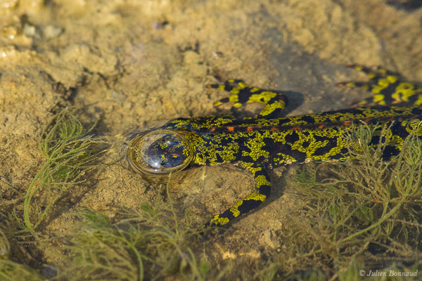 Triton marbré — Triturus marmoratus (Latreille, 1800)