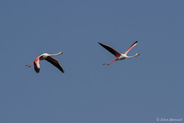 Flamant rose – Phoenicopterus roseus Pallas, 1811, (Ria Formosa (Faro), (Algarve), Portugal, le 01/09/2018)