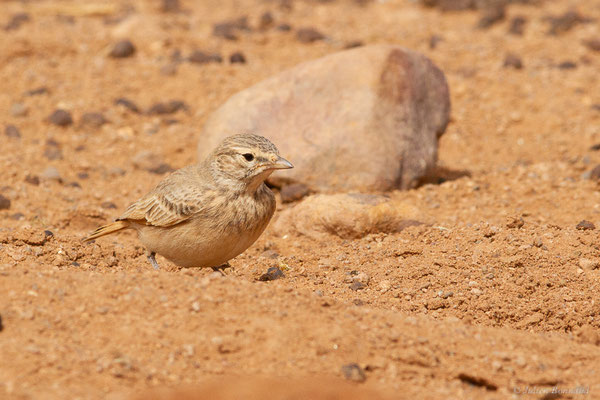 Ammomane élégante — Ammomanes cinctura (Gould, 1839), (Parc national d'Iriqui (Souss-Massa-Draâ, Guelmim-Es Semara), Maroc, le 12/02/2023)