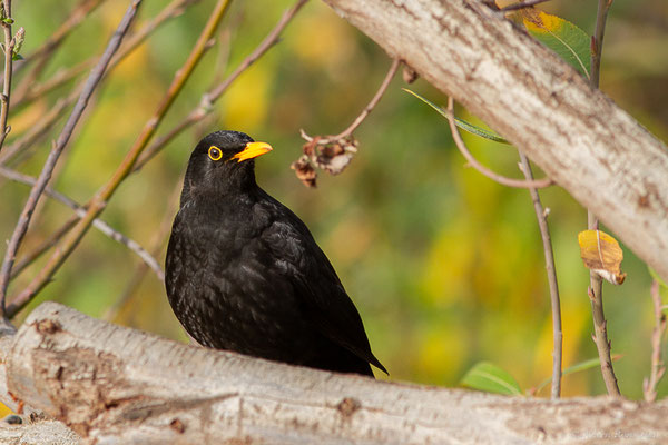 Merle noir — Turdus merula Linnaeus, 1758, (mâle adulte), (Ouzoud (Béni Mellal-Khénifra), Maroc, le 20/02/2023)