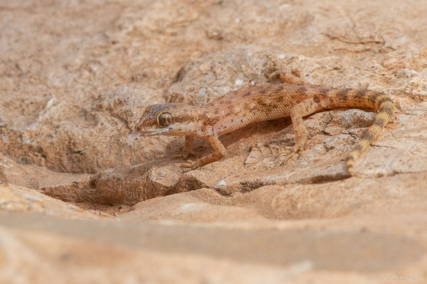 Tropiocolote d’Algérie — Tropiocolotes algericus Loveridge, 1947, (Parc national d'Iriqui (Souss-Massa-Draâ, Guelmim-Es Semara), Maroc, le 13/02/2023)