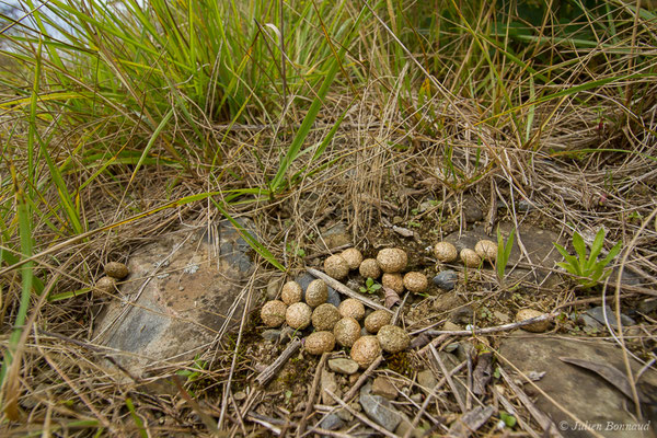 Lièvre d'Europe — Lepus europaeus Pallas, 1778, (laissée) (Adé (65), France, le 01/07/2021)