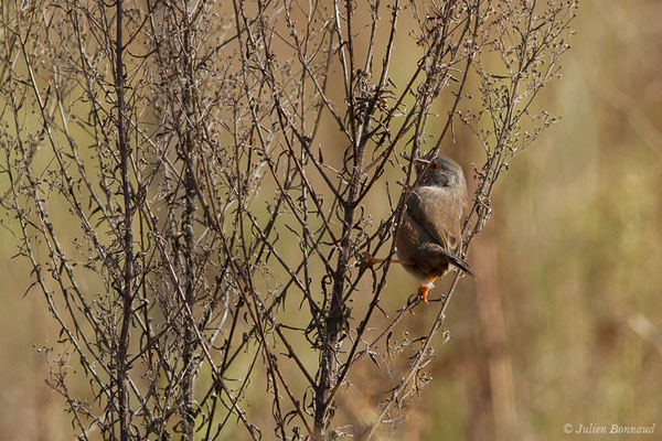 Fauvette pitchou — Curruca undata (Boddaert, 1783), (Ossun (65), France, le 13/11/2019)