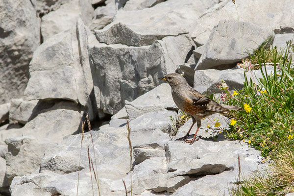 Accenteur alpin — Prunella collaris (Scopoli, 1769), (Station de ski de La Pierre Saint-Martin, Arette (64), France, le 06/07/2023)