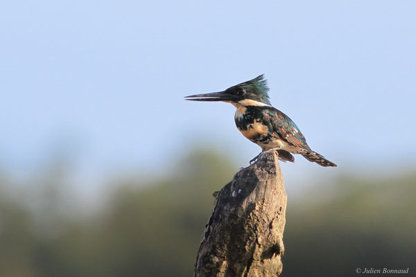 Martin-pêcheur vert — Chloroceryle americana (Gmelin, 1788), (Port de Dégrad des Cannes, Remire-Montjoly, Guyane, le 19/11/2015)