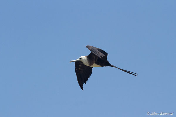 Frégate superbe — Fregata magnificens Mathews, 1914, (Saint-Anne, Guadeloupe, le 15/05/2016)