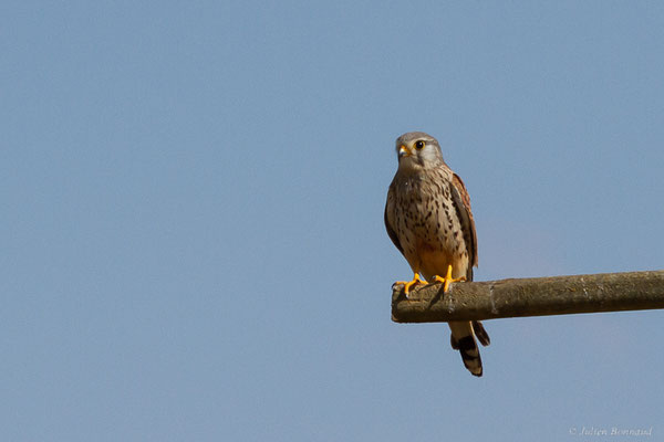 Faucon crécerellette — Falco naumanni Fleischer, JG, 1818, (Fuentes de Nava, Palencia (Castille-et-León), Espagne, le 04/07/2022)