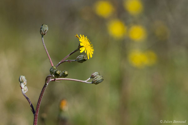 Crépide fétide — Crepis foetida L., 1753, (Lacq (64), France, le 20/03/2019)