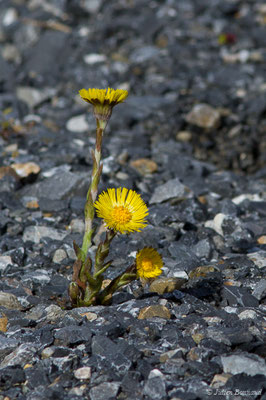 Tussilage — Tussilago farfara L., 1753, (Cauterets (65), France, le 30/03/2018)