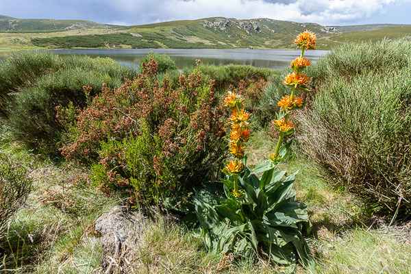 Grande gentiane – Gentiana lutea var. aurantiaca (M.Lainz) M.Lainz, 1993, (Parc naturel du lac de Sanabria (Zamora), Espagne), le 06/07/2022)