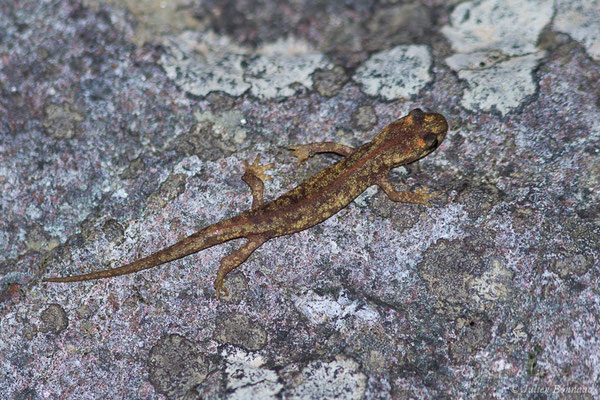 Euprocte de Corse — Euproctus montanus (Savi, 1838)