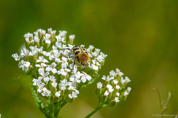 Trichie — Trichius sp., (Duhort-Bachen, (64), France, le 04/05/2023)