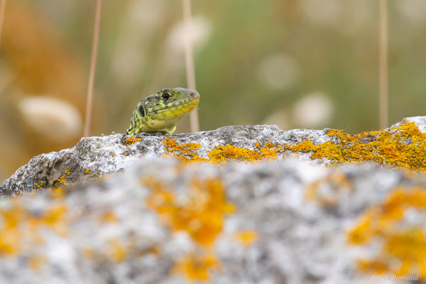 Lézard ocellé — Timon lepidus (Daudin, 1802), (femelle adulte), (Tarnos (64), France), le 05/06/2025)