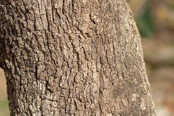 Chêne vert — Quercus ilex L., 1753, (Ouzoud (Béni Mellal-Khénifra), Maroc, le 21/02/2023)