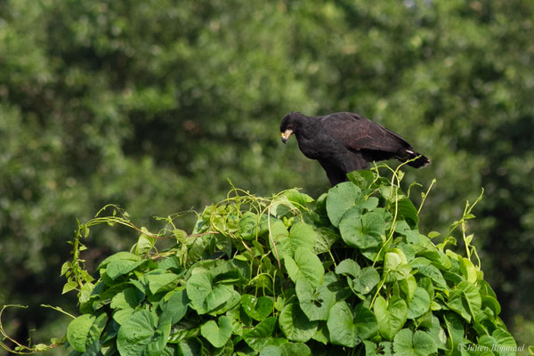 Buse urubu — Buteogallus urubitinga (Gmelin, 1788), (Station d'Epuration Leblond, Cayenne, Guyane, le 02/04/2016)