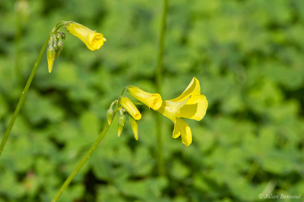 Oxalis pied-de-chèvre – Oxalis pes-caprae L., 1753, (Toulon (83), France, le 01/02/2021)