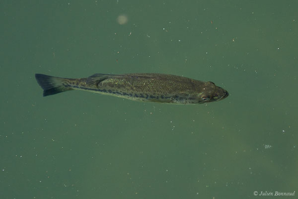 Achigan à grande bouche, Black-bass (Micropterus salmoides) (Lac d'Orthez (64), France, le 31/05/2019)