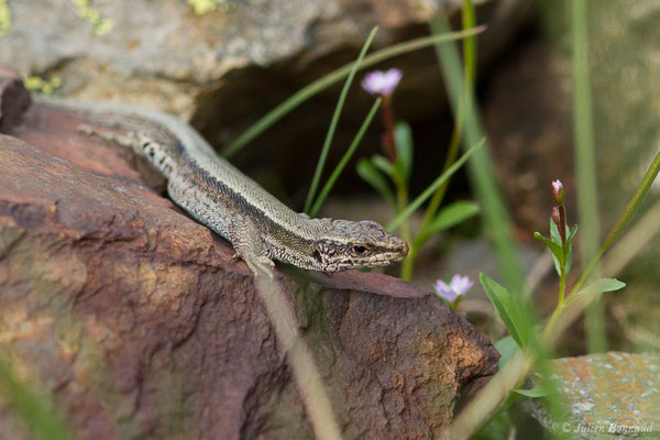 Lézard de Bonnal — Iberalacerta bonnali (Lantz, 1927), (Station de ski de Gourette, Eaux Bonnes (65), France, le 29/07/2020)