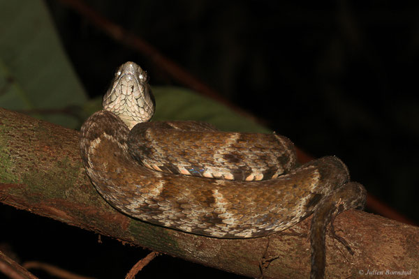 Grage petits carreaux — Bothrops atrox (Linnaeus, 1758), (Crique Gervais, Saint-Laurent-du-Maroni, Guyane, le 17/03/2016)