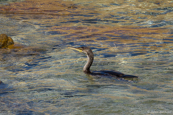 Cormoran huppé — Phalacrocorax aristotelis (Linnaeus, 1761), (Campomoro (2A), France, le 04/09/2019)